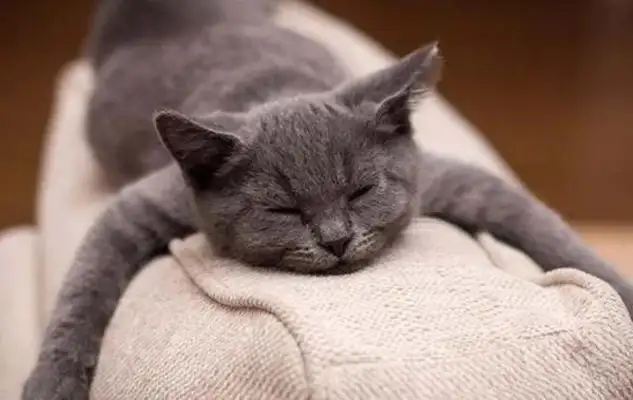 Does cat stress vomit heal itself