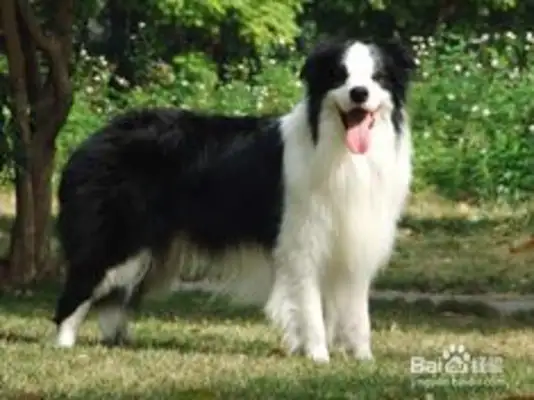Border sheepdog feeding techniques, border sheepdog diet