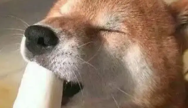 You're so confused! How can a dog starter buy a pet training snack