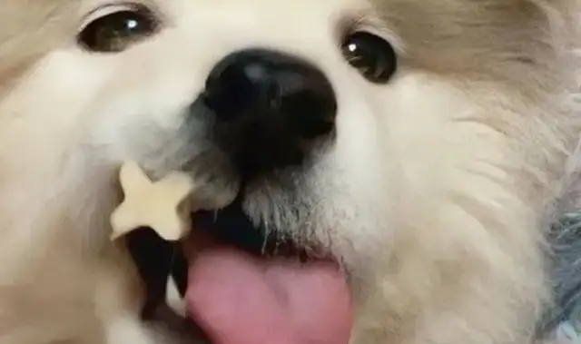 You're so confused! How can a dog starter buy a pet training snack