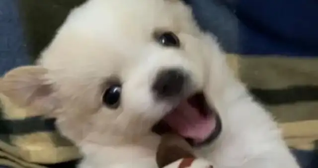 You're so confused! How can a dog starter buy a pet training snack