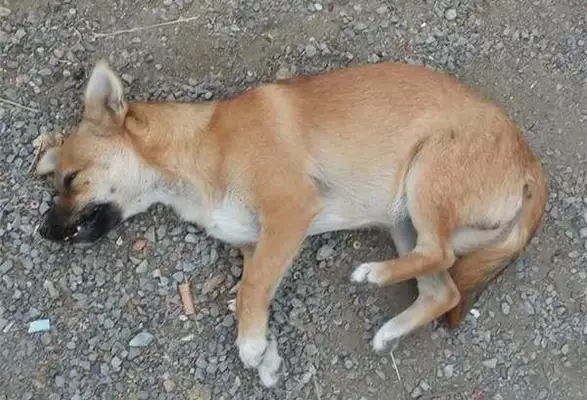 What's with the pup's puffs