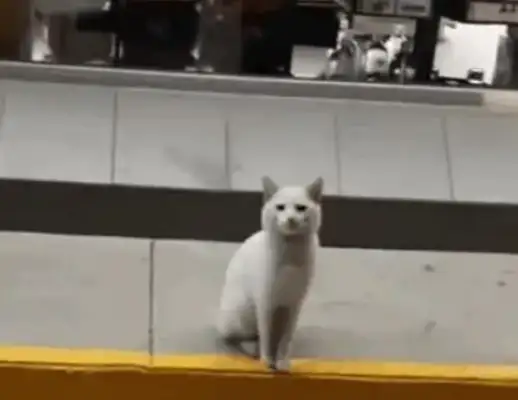 A girl runs into a stray cat, who doesn't know she's a human being