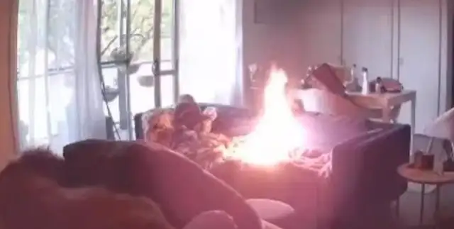 The dog mistakenly thought the lighter was a snack and bit it。