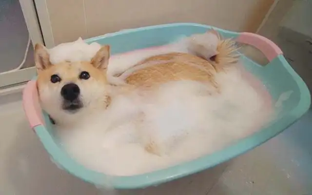 How often do dogs shower in the summer