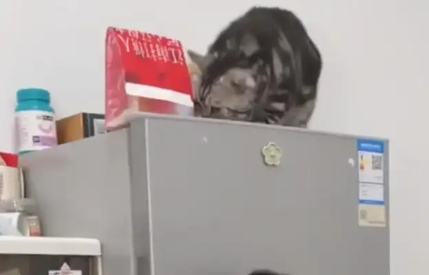 I can't get snacks from the fridge