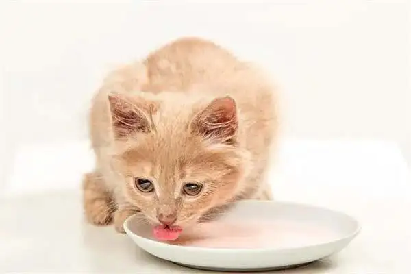 It's better to eat a little pussycat
