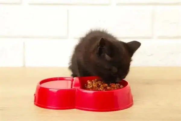 It's better to eat a little pussycat
