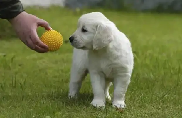 The pet dog was trained by the master, and the standard of movement was not a snack bonus