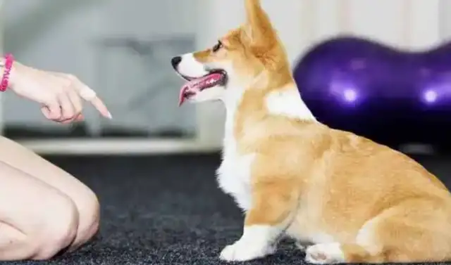 The pet dog was trained by the master, and the standard of movement was not a snack bonus