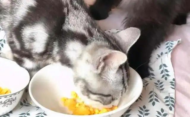 Can you eat eggs after cat deworming