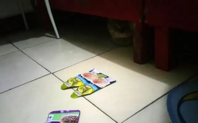 The cat can't hide under the bed. The owner lures a failure with a snack