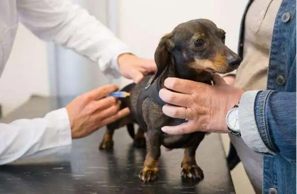 Dogs get rid of bugs for a few days