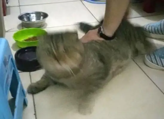 The cat can't hide under the bed. The owner lures a failure with a snack