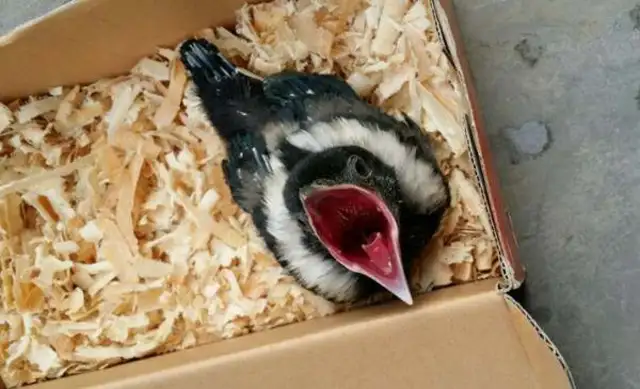 The young bird needs to feed several times a day