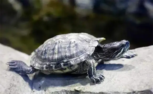 Can turtles sun out? What are the concerns of the sun