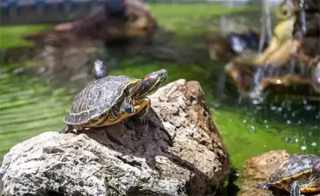 Can turtles sun out? What are the concerns of the sun