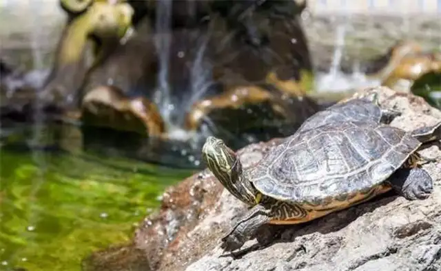 Can turtles sun out? What are the concerns of the sun