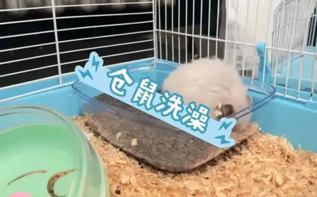 Can hamsters bathe in water