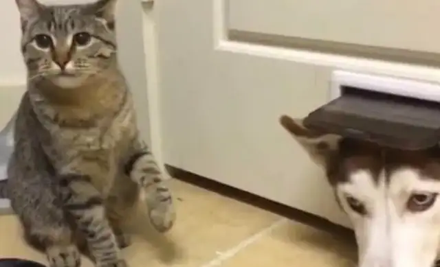 Haskiss ate cat snacks. I didn't think the next day the cat was playing close-to-dog