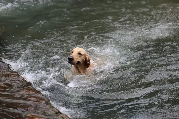 How about a bath when you swim by the river