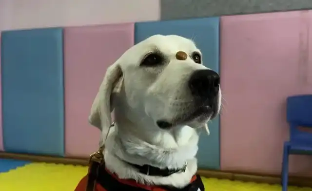 The treatment of canine sugar opens up the intervention of autistic children