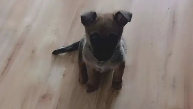 You can go to the bathroom and see a dog like that