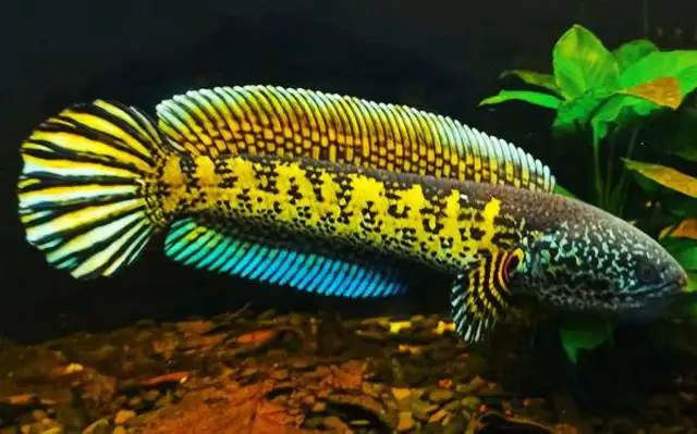 Dragonfish conservation measures