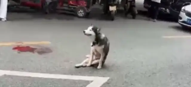 Briefing: A homeless Haskee tore off his poultry and injured the owner of the shop was cut by the owner