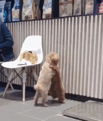 Take Teddy to the shower, and then I see two dogs kissing