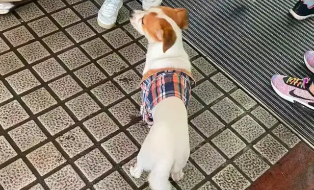 Doggy's 4th of July without eating or suffering, master: not on purpose