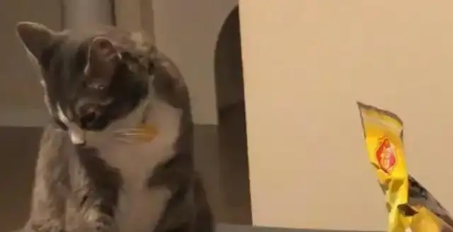 The master didn't leave a single bite of snack for the cat