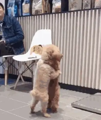 Take Teddy to the shower, and then I see two dogs kissing