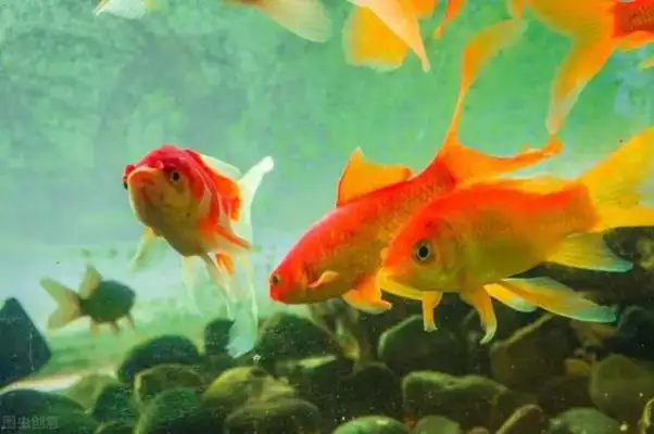 How many times a day do goldfish feed