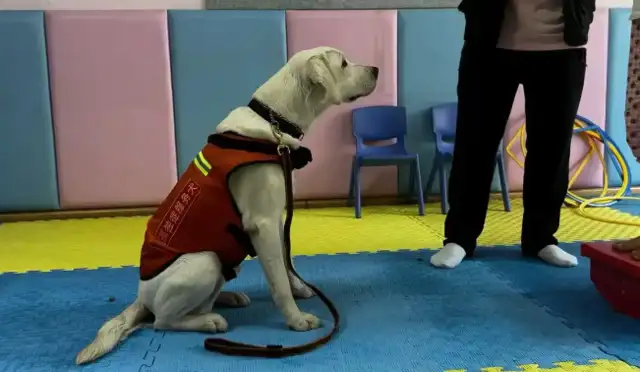 The treatment of canine sugar opens up the intervention of autistic children
