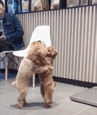 Take Teddy to the shower, and then I see two dogs kissing