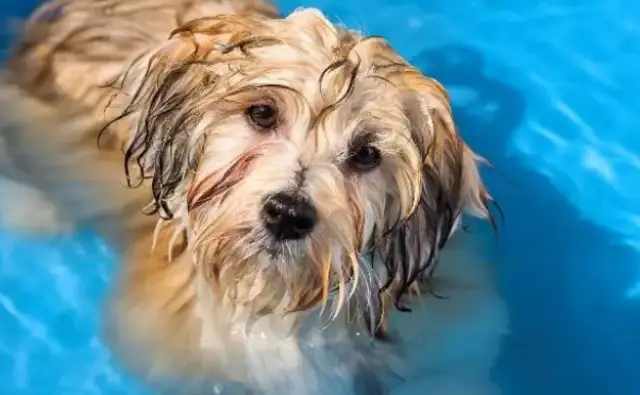 How to use the pet to bathe? Let's see