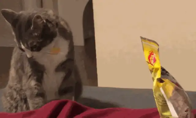 The master didn't leave a single bite of snack for the cat