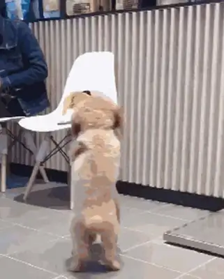 Take Teddy to the shower, and then I see two dogs kissing