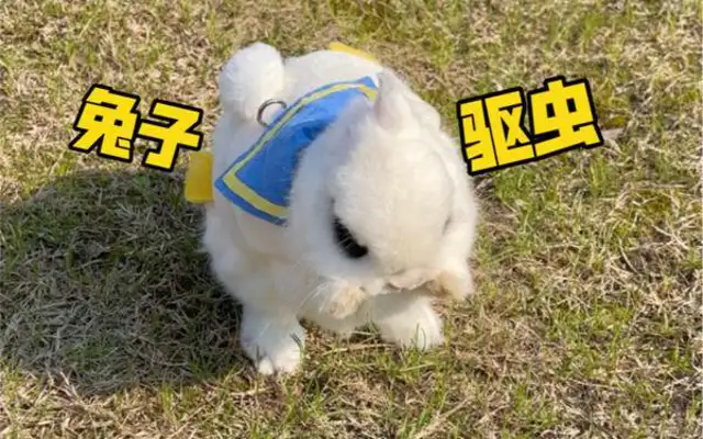 Do rabbits need deworming