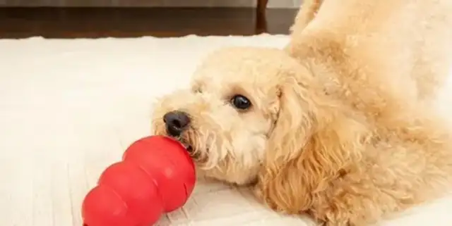 Pet training snacks: feeding and correct use