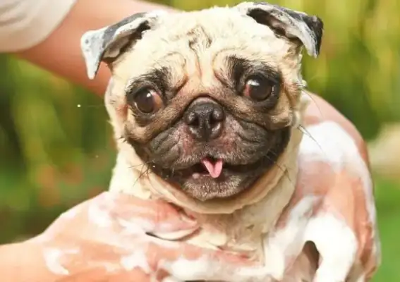 How to use the pet to bathe? Let's see