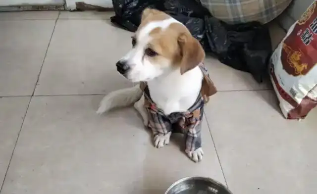 Doggy's 4th of July without eating or suffering, master: not on purpose