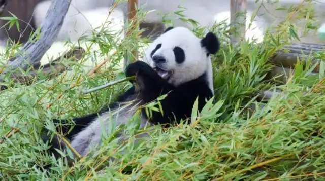 Happy birthday! The Madrid Zoo celebrates the big panda