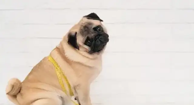 Pet training snacks: feeding and correct use