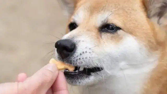 Pet training snacks: feeding and correct use