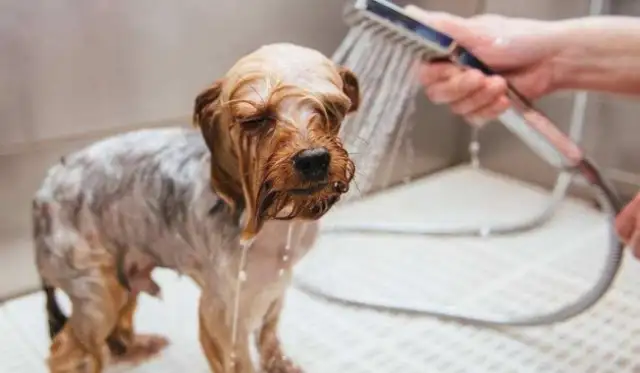 People and pets can't share baths