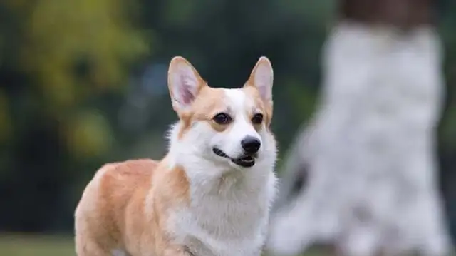 Does Kirkie lose his hair badly? How to solve the problem with the Koky Dog