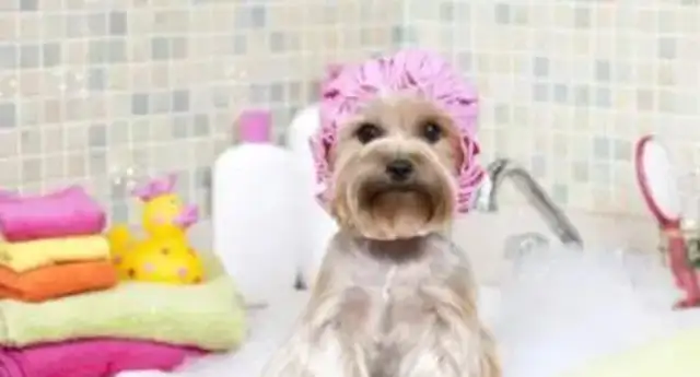 People and pets can't share baths