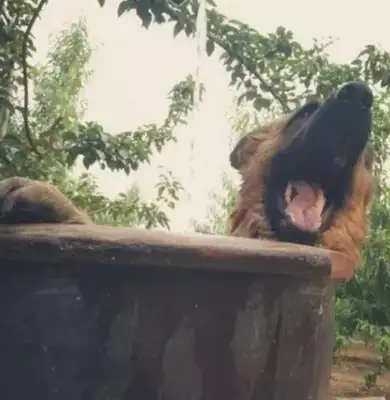 It's like a 200-pound kid who's happy with his bathing dog until the master starts smiling at the water